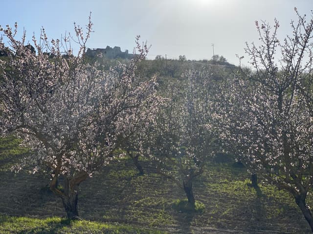 Gallery image 7c33842e-dcb6-45a3-868e-b75b7c54aff5