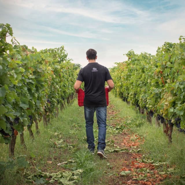 Gallery image 2df3598b-a2d2-430c-bb7a-a9e9a21b0e33